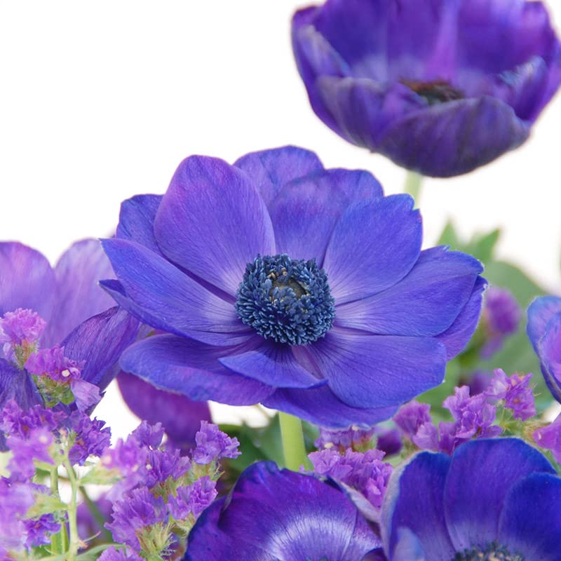 Anemone Mr. Fokker | 25 Stück | Blau | verwildernd | Bienenblume | Schnittblume | Rarität | 100% Blütegarantie
