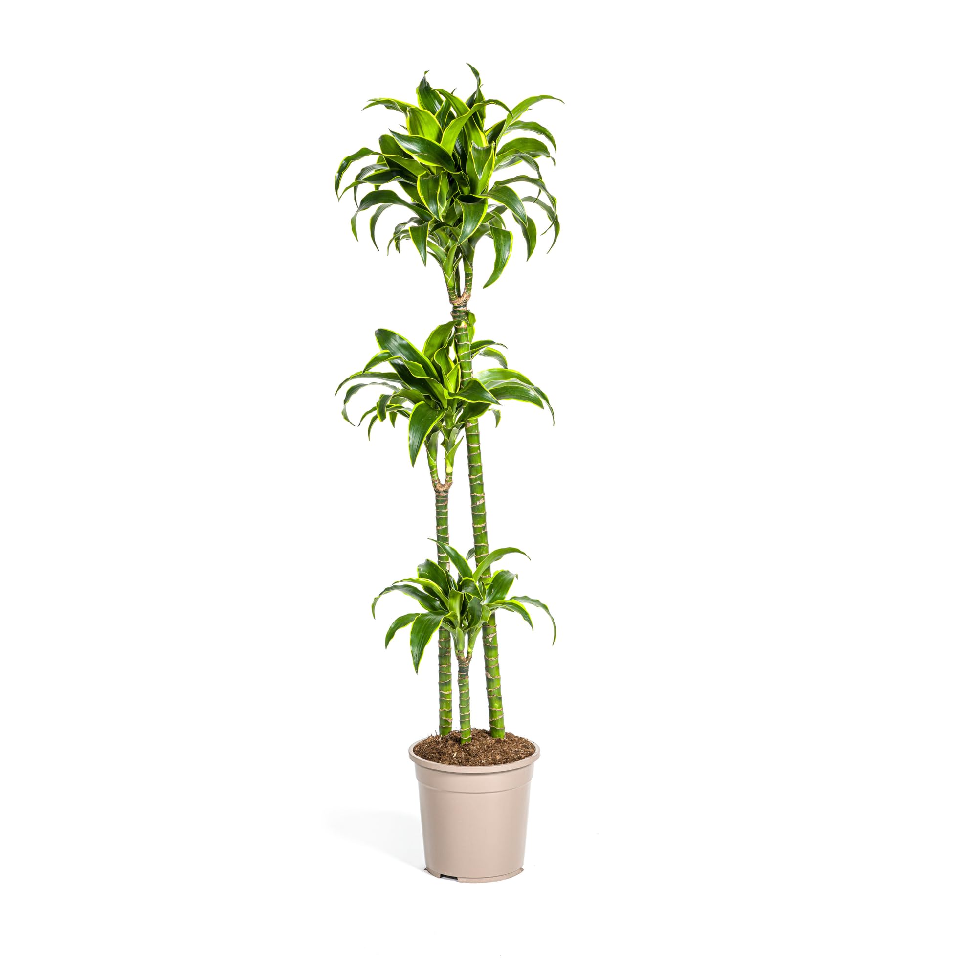Dracaena Deremensis Dorado roślina pokojowa, zielona, Ø 24 cm, wys. 120-140 cm