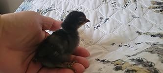 Review Image by Kiki elie