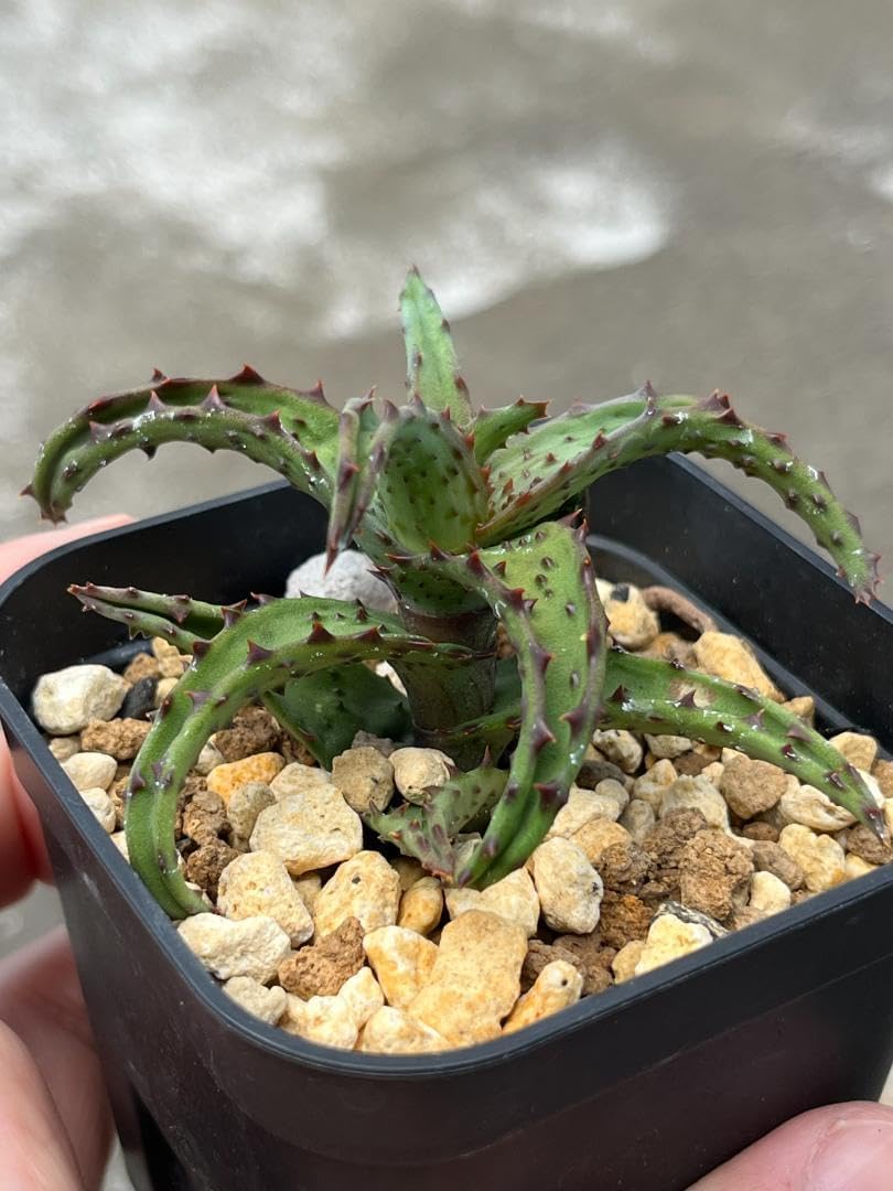 アロエ・カスティロニアエ・ハイブリッド アロエ カスティロニアエ