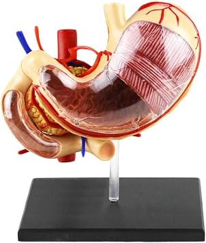 11 Life Size Human Stomach Model - Human Organ Anatomical Model - Medical Anatomical Stomach Model Human Digestive Organs Stomach & Pancreas Model - for Medical Educational