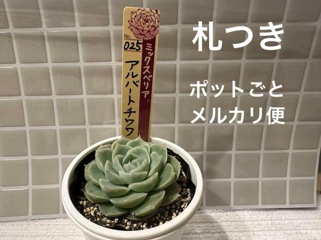 プラチナローズアルバートチワワ札付きポットごとおらいさん苗ミックスベリア アルバートチワワ おらいさん苗 ミックスベリア プラチナローズ