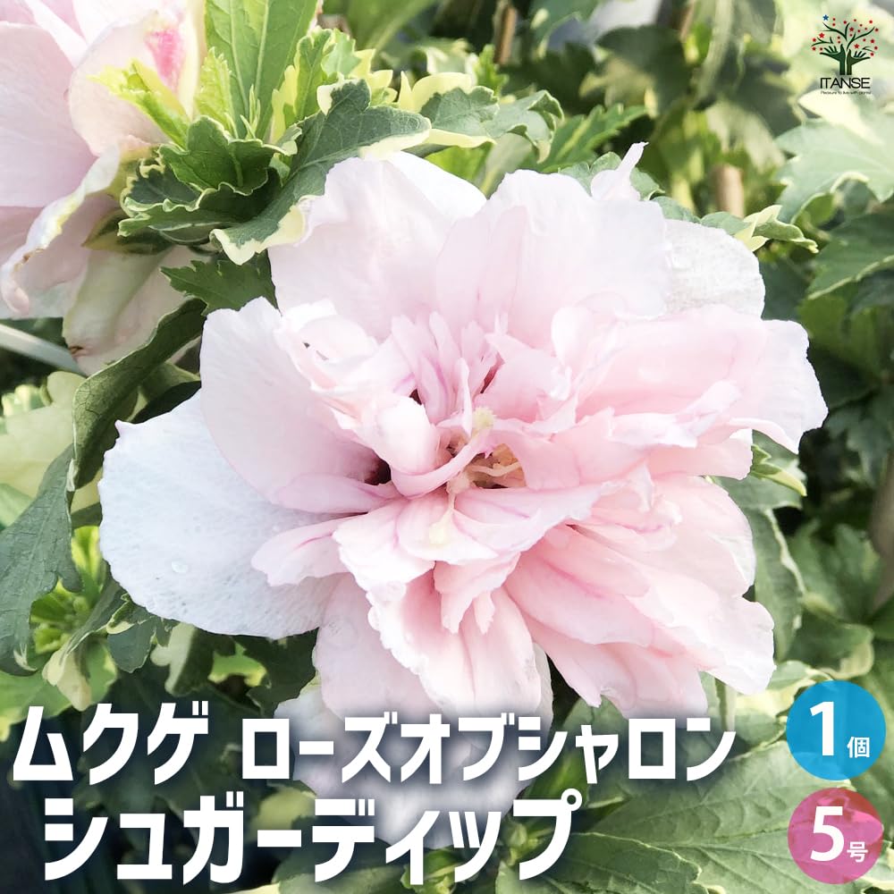 Amazon.co.jp: ITANSE ムクゲ シュガーディップ 5号 1個売り