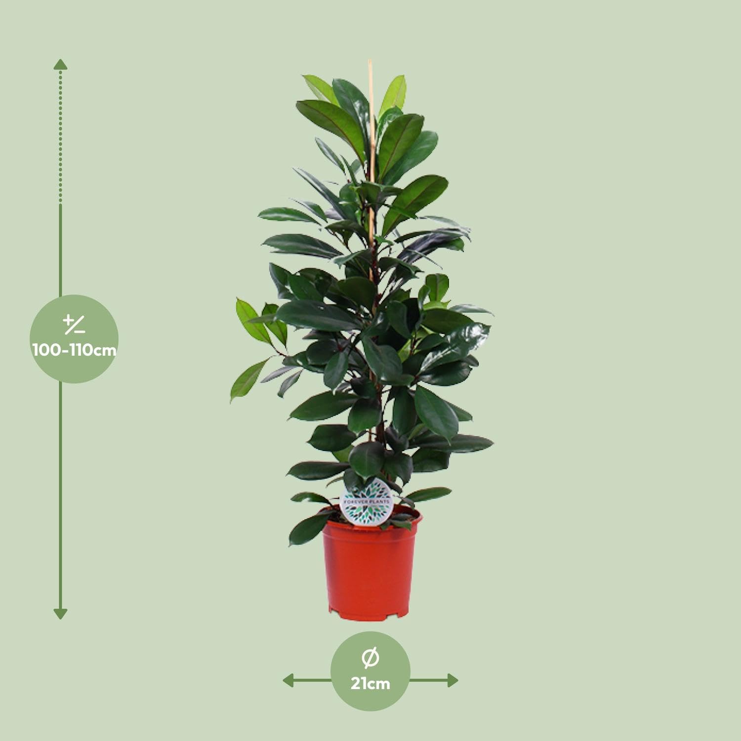 Ficus Cyathistipula Roślina doniczkowa, zielona, doniczka Ø21cm, wysokość 105cm