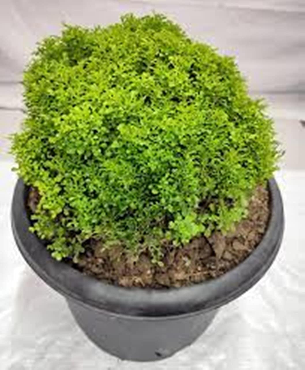GREEN ISLAND Murraya Paniculata Dwarf Hybrid Madhu Kamini live plant with Pot and Free 50 gm Fertilizers (B09FQ1V9Y1) Amazon Price History, Amazon Price Tracker