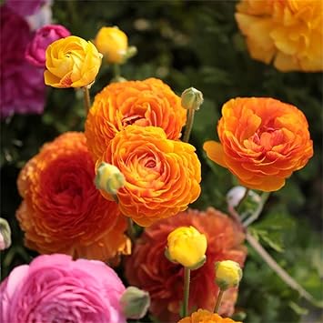 Amazon ラナンキュラス 球根 美しい植栽 豊かな花 素晴らしいオレンジの花びら 庭の装飾 15球根 花