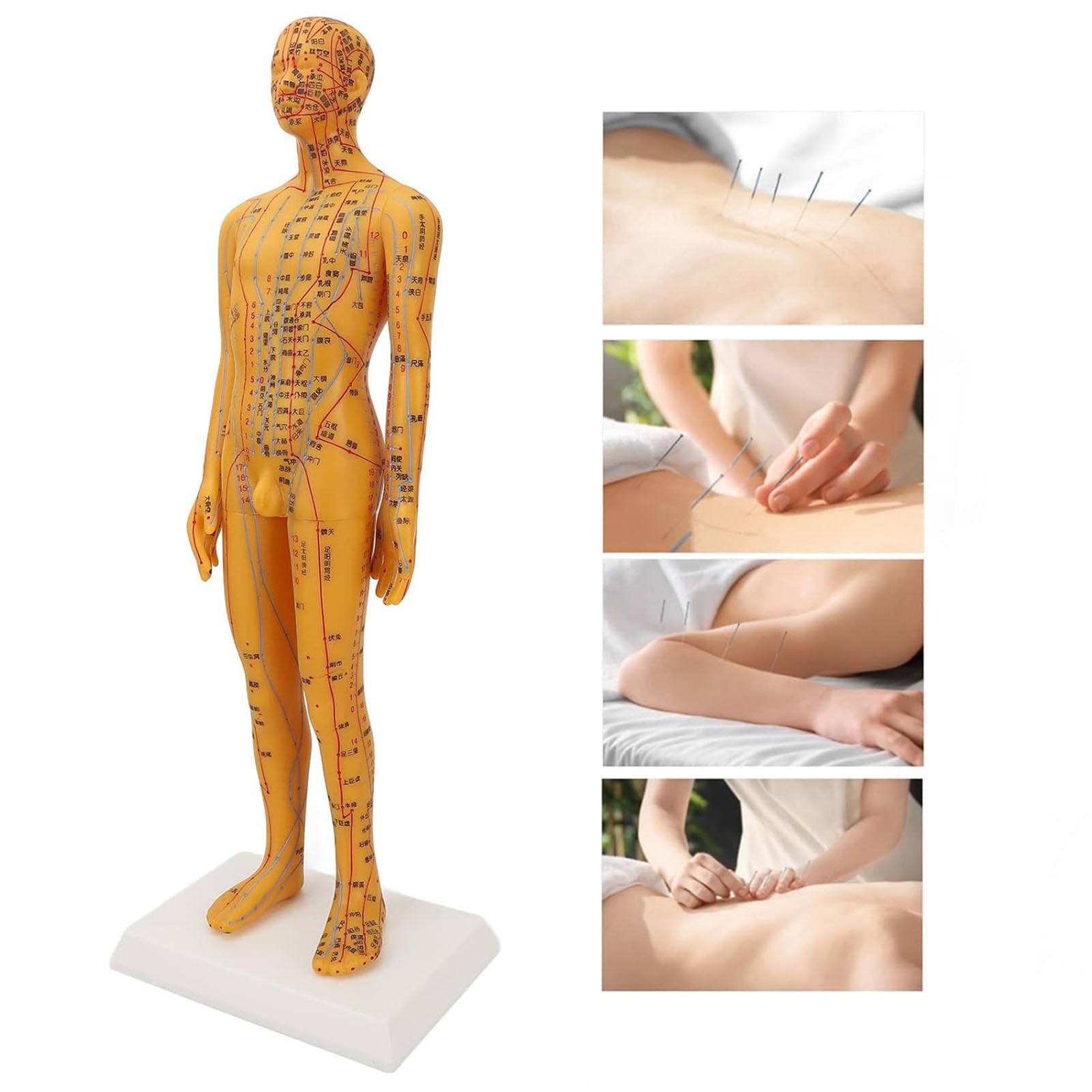 53cm Human Body Acupuncture Model Man, Chinese Medicine Teaching Tool Acupoint Mannequin Pressure Point Acupuncture Model Pressure Point and Meridians Model Education