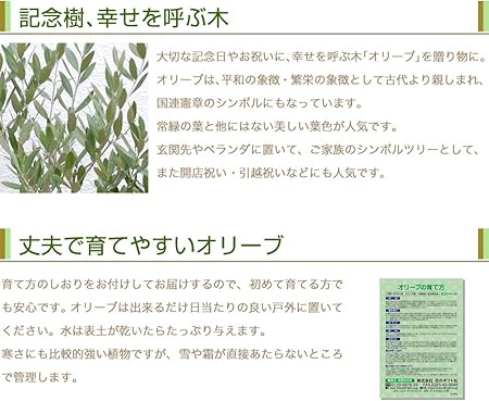 Amazon 花のギフト社 観葉植物 オリーブの木 シプレッシーノ 素焼 鉢植え 4号 インテリア グリーン 観葉植物 オンライン通販