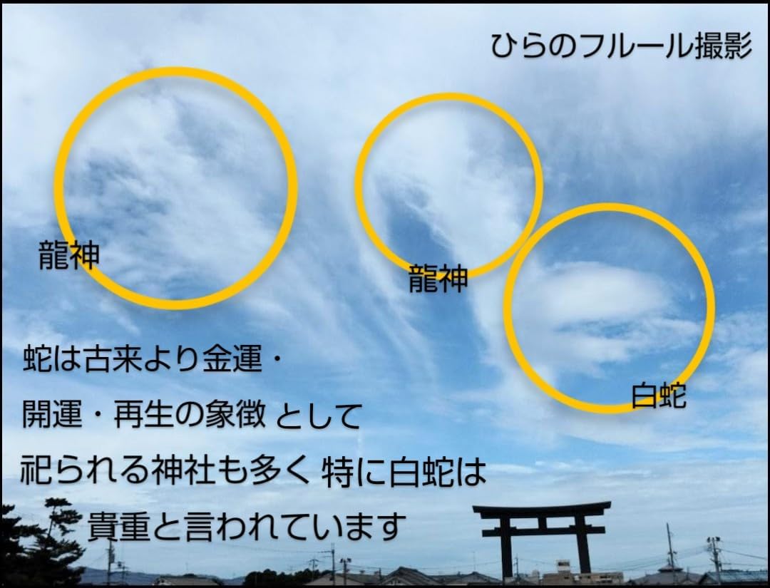 白蛇抜け殻（頭部）×１０００万円帯封・（裏面くじゃく羽根入）ラミネート加工＆ノベルティ付き２点セット・開運＆お守り/神社祈願済 【内気】