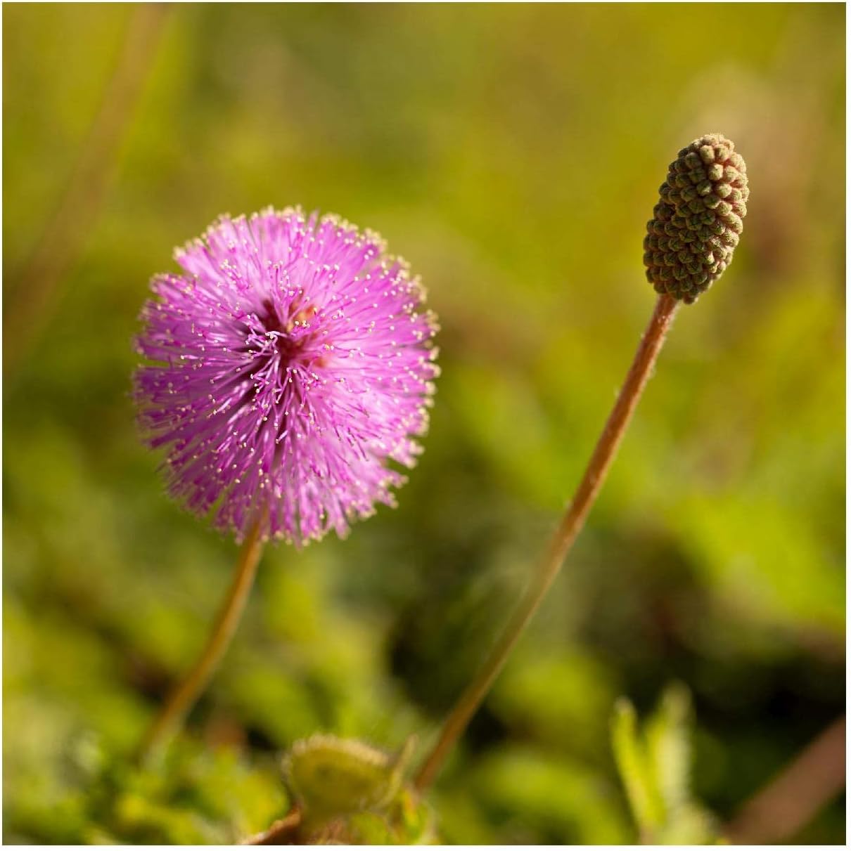 Everwilde Farms - 1/4 Lb Sensitive Briar Native Wildflower Seeds - Gold Vault