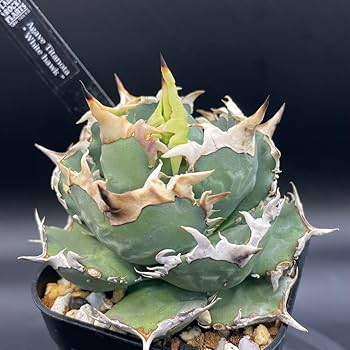 Amazon.co.jp: アガベ ホワイトホーク 子株 発根済 : DIY・工具