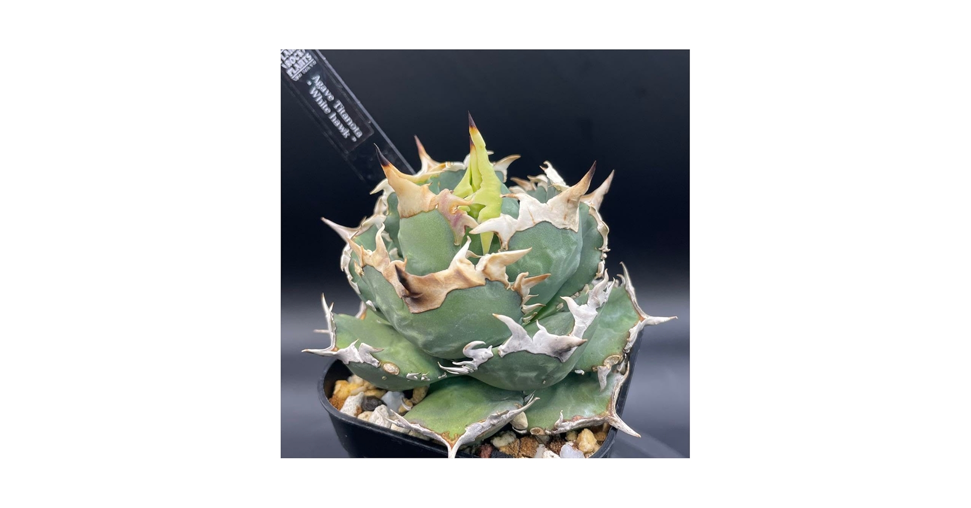 Amazon.co.jp: アガベ ホワイトホーク 子株 発根済 : DIY・工具・ガーデン