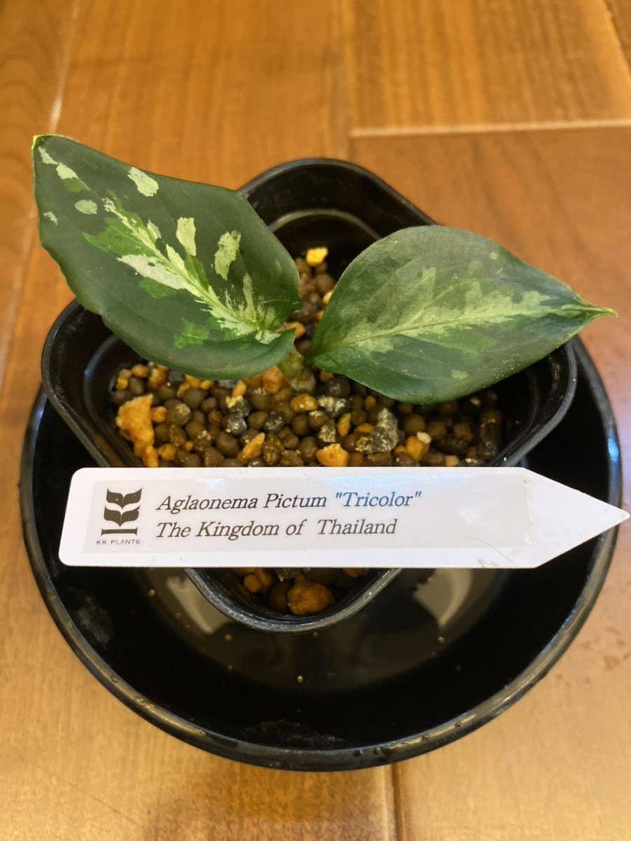Amazon.co.jp: Aglaonema Pictum Tricolor The Kingdom of Thailand