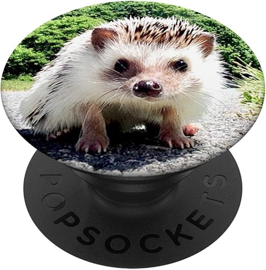 hedgehog accessories amazon