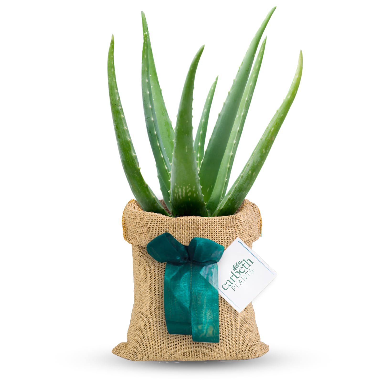 Carbeth Plants Aloe Vera Indoor Plant Gift Wrapped - Personailsed Message - Present Idea for Women, Men Friends and Loved Ones - Air Purifying Easy to Care
