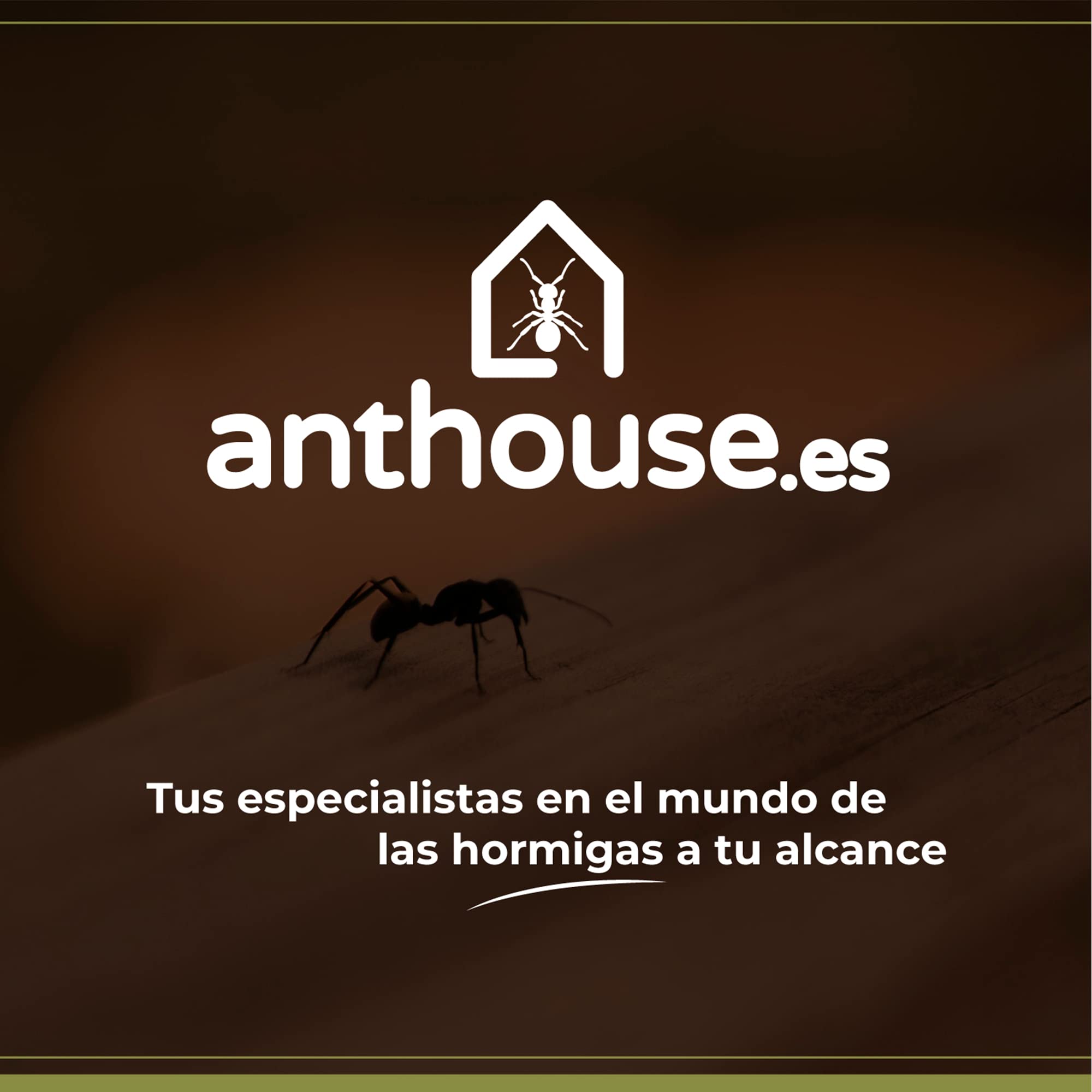 AntHouse - Gambario, Ecosistema Acuático Cerrado con Gambas Incluidas, Biosfera Marina