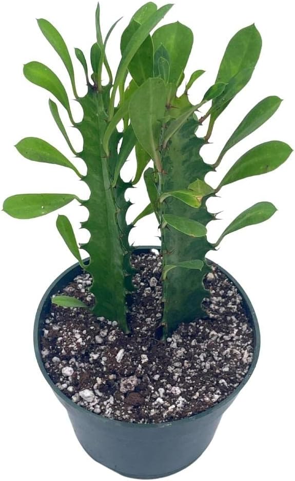 BubbleBlooms Original African Milk Tree, 4 inch Euphorbia trigona Green