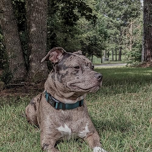 Country Brook Design Deluxe Nylon Dog Collar #TOP12