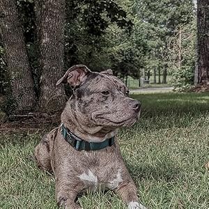 Country Brook Design - 33 Vibrant Colors - American Made Deluxe Nylon Dog Collar with Buckle (Large, 1 Inch Wide, Green) Country Brook Design – 33 Vibrant Colors – American Made Deluxe Nylon Dog Collar with Buckle (Large, 1 Inch Wide, Green)