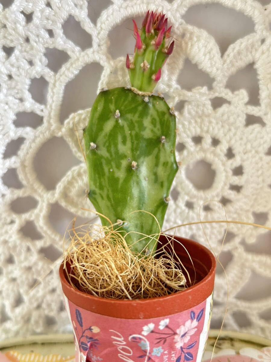 Amazon.co.jp: 多肉植物*斑入りベニバナウチワサボテン＊カット苗 