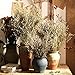 Preserved Natural Limonium Bouquet, 25+ Stems Real Fresh Caspia Bellidifolium, Sea Lavender, Baby Breath Flowers, for Wedding Birthday, Home Décor, Valentine’s Day, Rustic Holiday(Original)