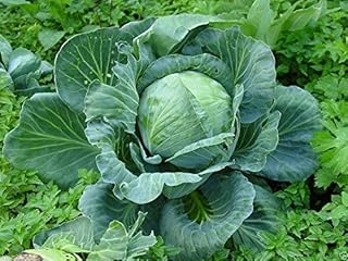 Stonehead Cabbage (200 Seed) Rock-solid, Disease Resistant ,Hold Without Splitting by wbut2023