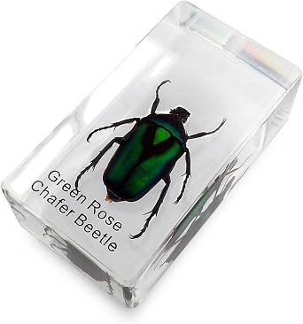 Real Insect Paperweight - Green Rose Chafer Beetle