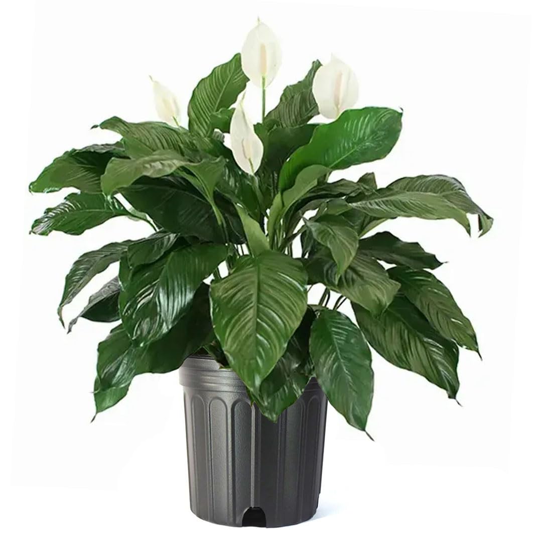 American Plant Exchange Peace Lily