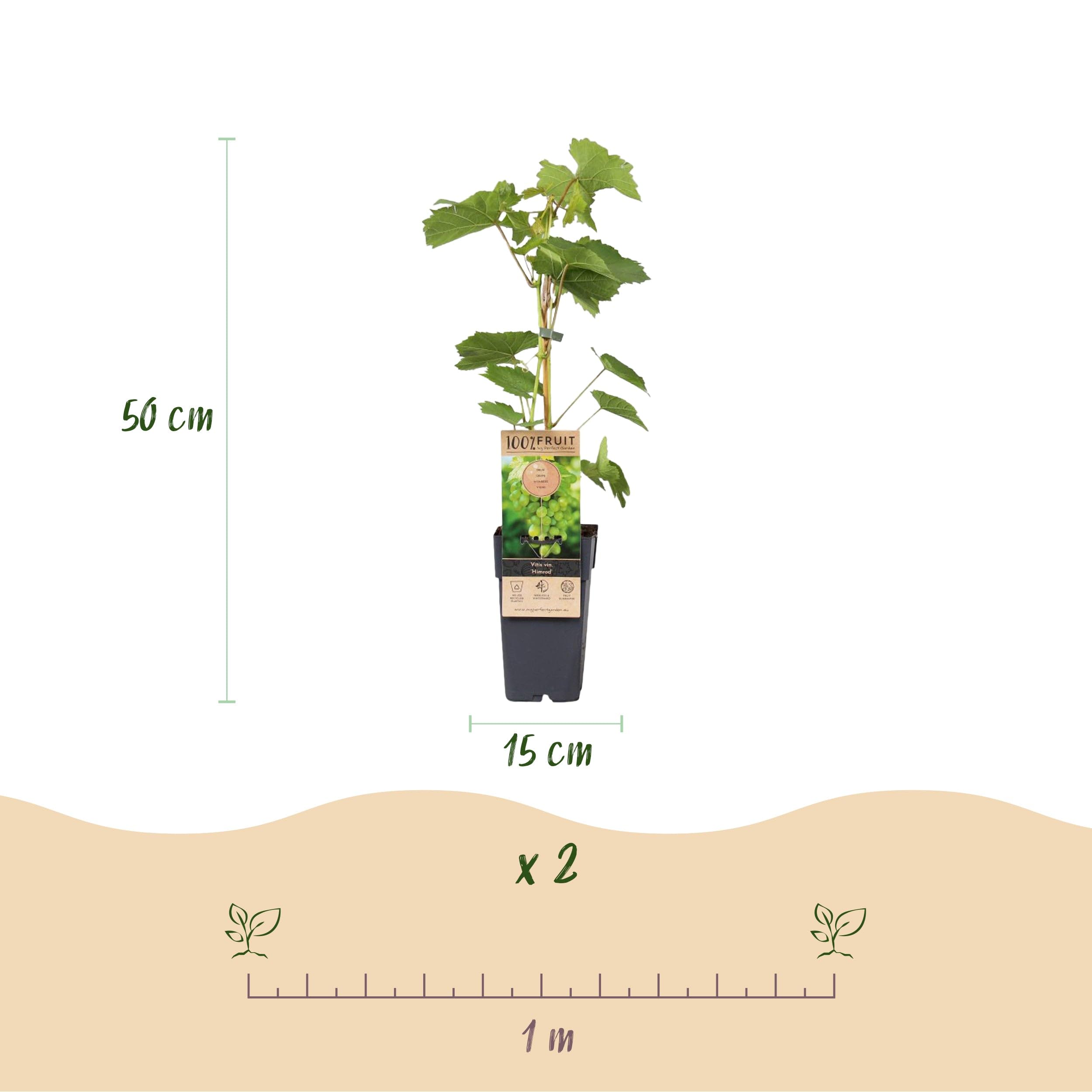 Green boutiQ - Obstpflanze - Vitis vinifera Himrod - Vanessa - Weinrebe - Kernlos - Blaue & Weiße Traube - 2 Pflanzen - Topf 15cm - Höhe 50cm