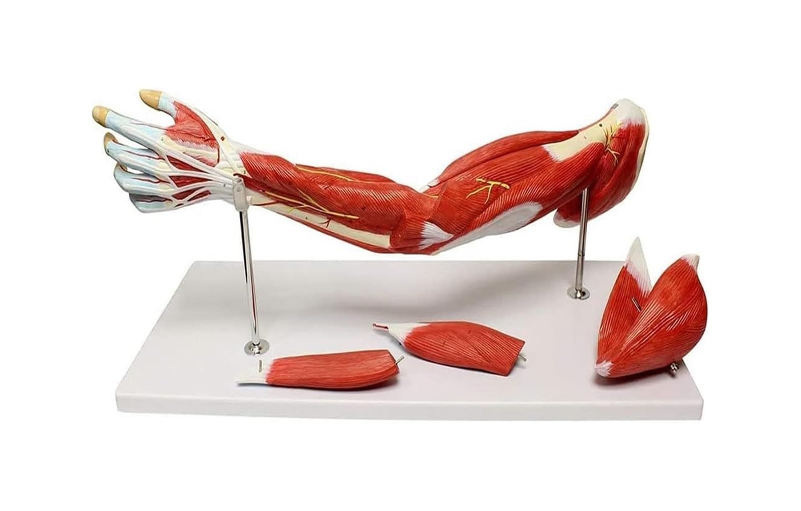 Model ludzkiego ramienia o długości 71 cm, narzędzie dydaktyczne
