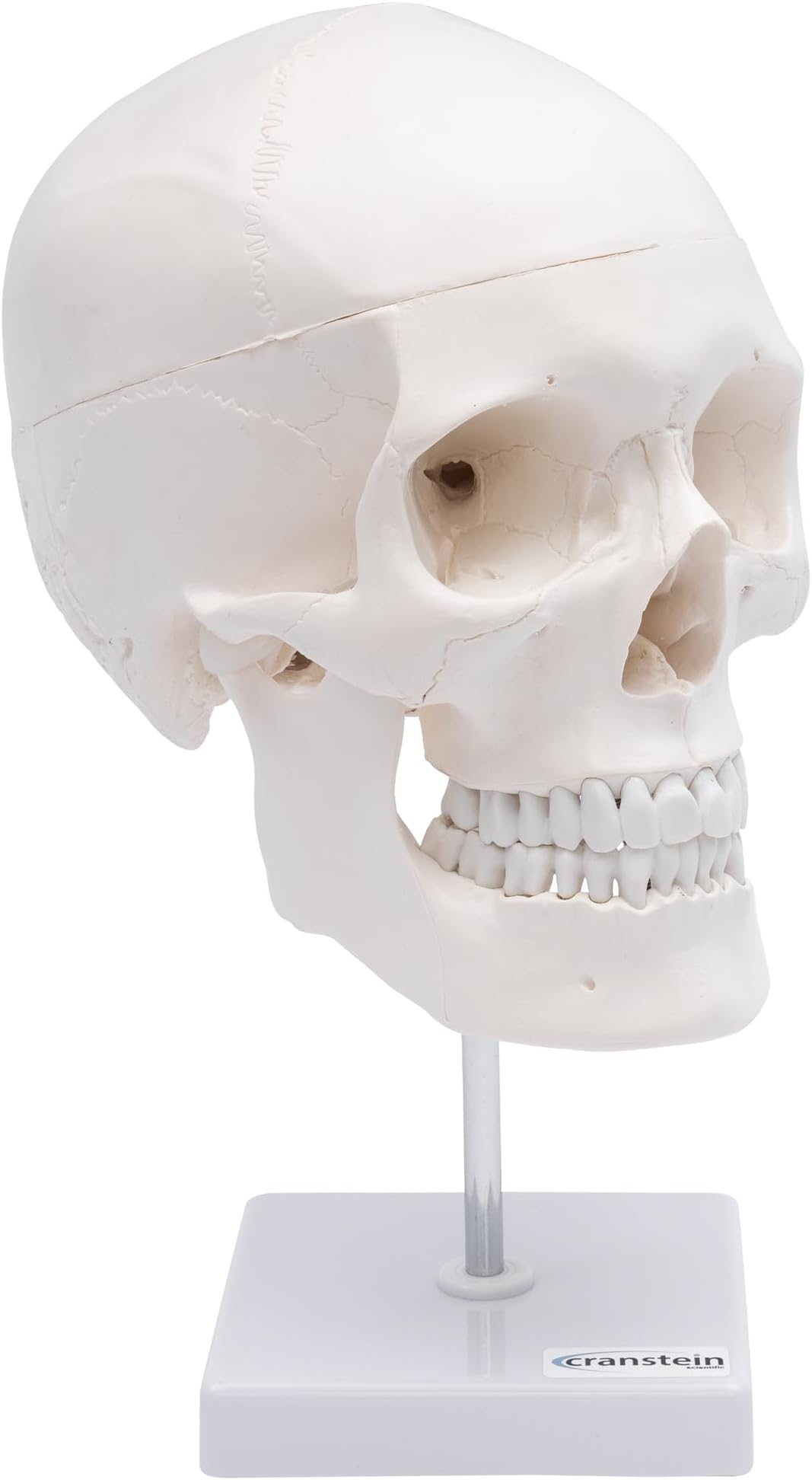 Cranstein A-246 Skull on Tripod 4-Piece E2462