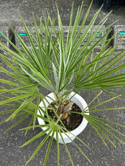 Amazon.co.jp: チャメロプス （チャボトウジュロ） 幹太 8号鉢 ①