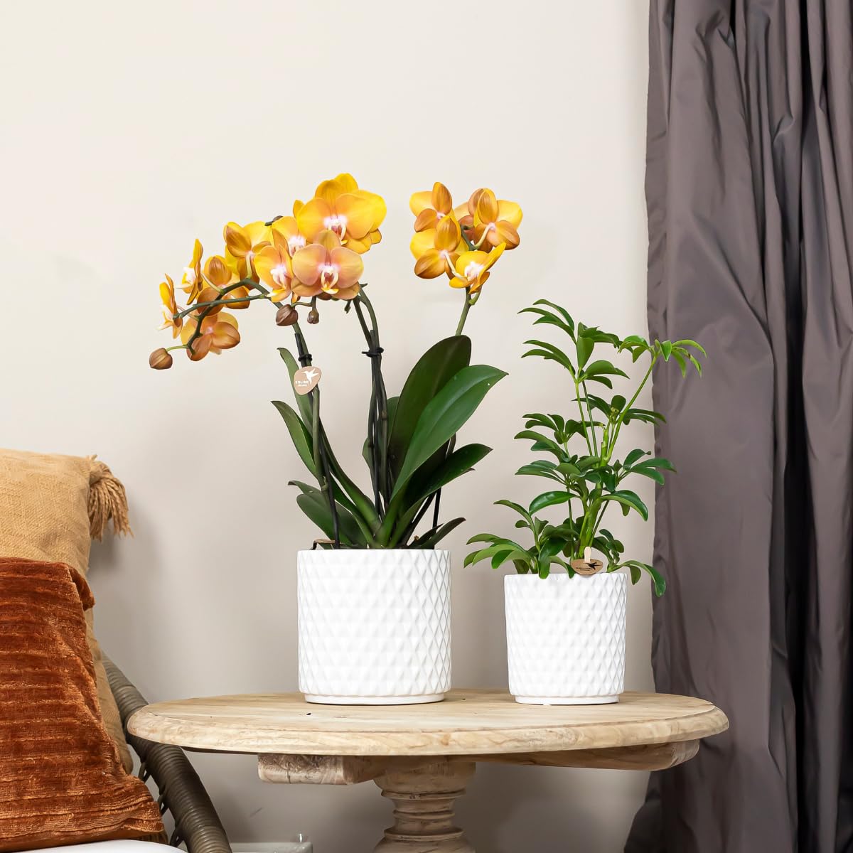 Kolibri Las Vegas Lot de 4 orchidées Phalaenopsis – Taille du pot Ø 12 cm – Plante d'intérieur à fleurs – Fraîche de l'éleveur
