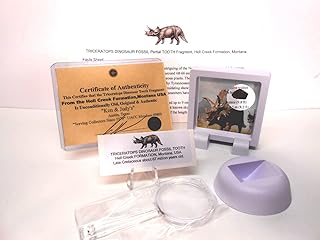 Genuine Fossil Triceratops Dinosaur Partial Tooth Fragment from The Hell Creek Formation, Montana USA with Free Floating Display Stand, Fact Sheet & COA Bundle.