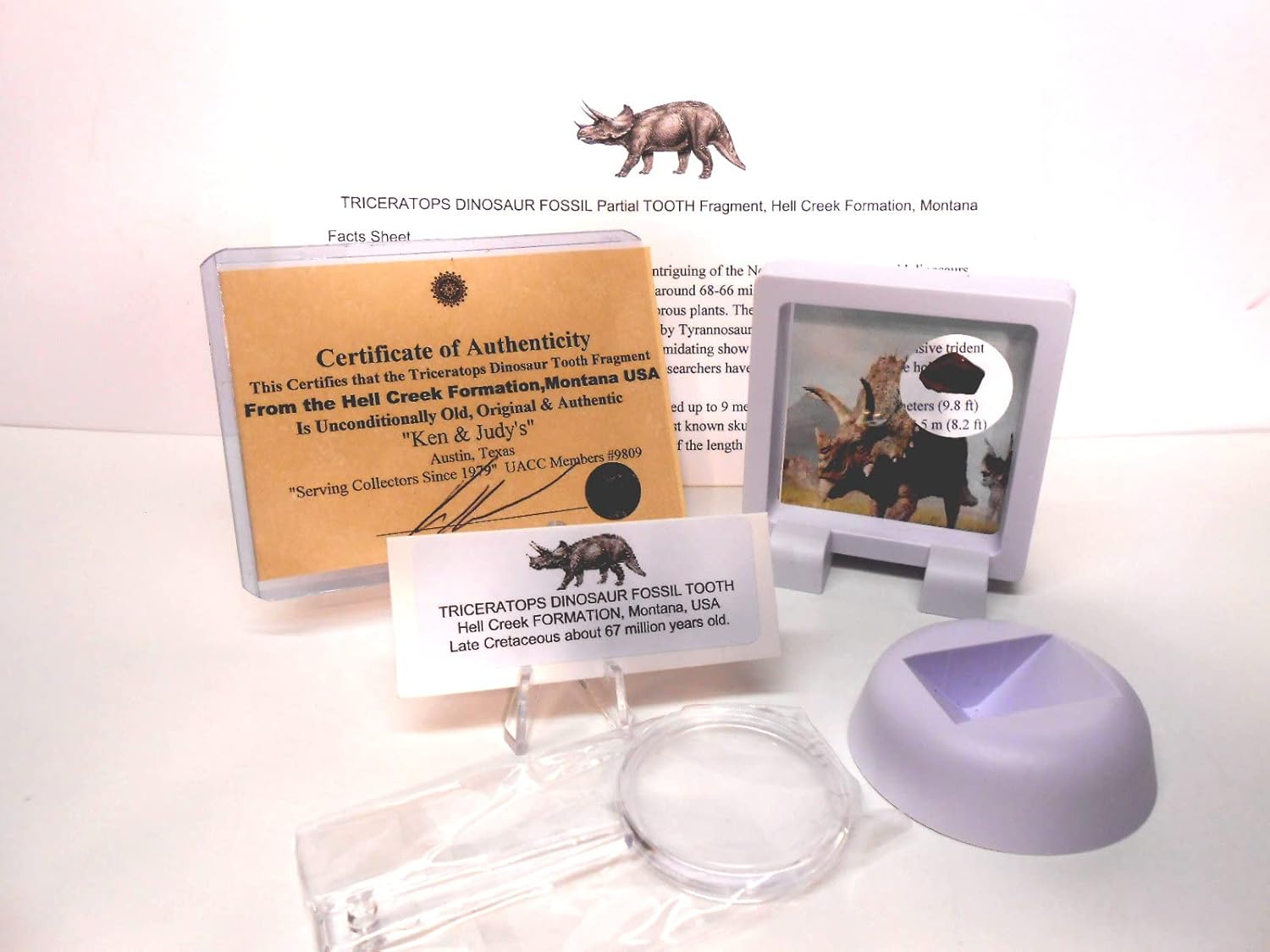 Genuine Fossil Triceratops Dinosaur Partial Tooth Fragment from The Hell Creek Formation, Montana USA with Free Floating Display Stand, Fact Sheet & COA Bundle.