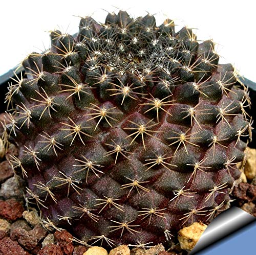 (ナッシーさま)コピアポア種子　フルセット 2/2　種子78種類 5-10粒ずつ Amazon.co.jp: 【種子】Copiapoa Tenuissima ◇コピアポア・テヌイシマ