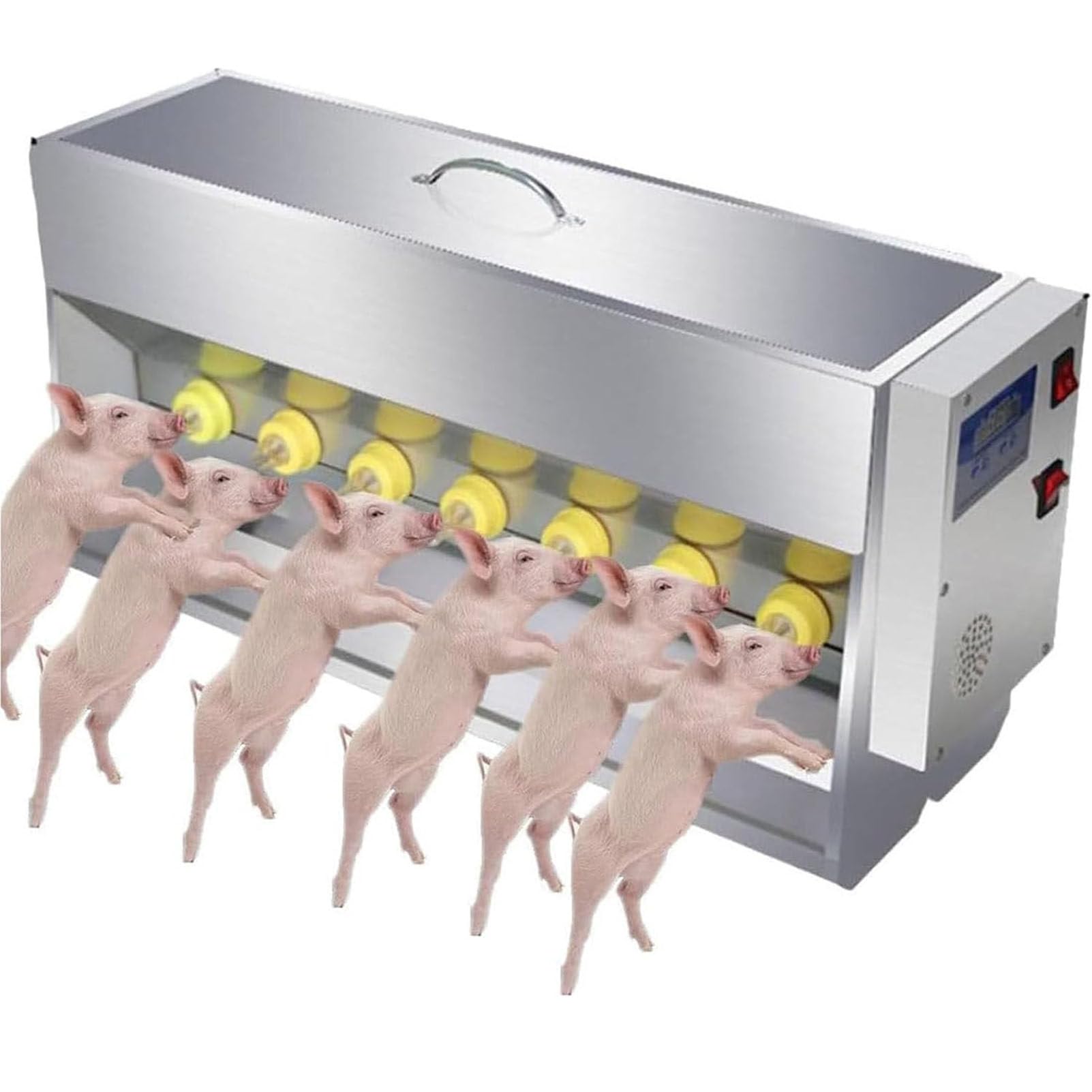 Distributeur de lait porcelet en élevage pour optimiser l'allaitement en maternité