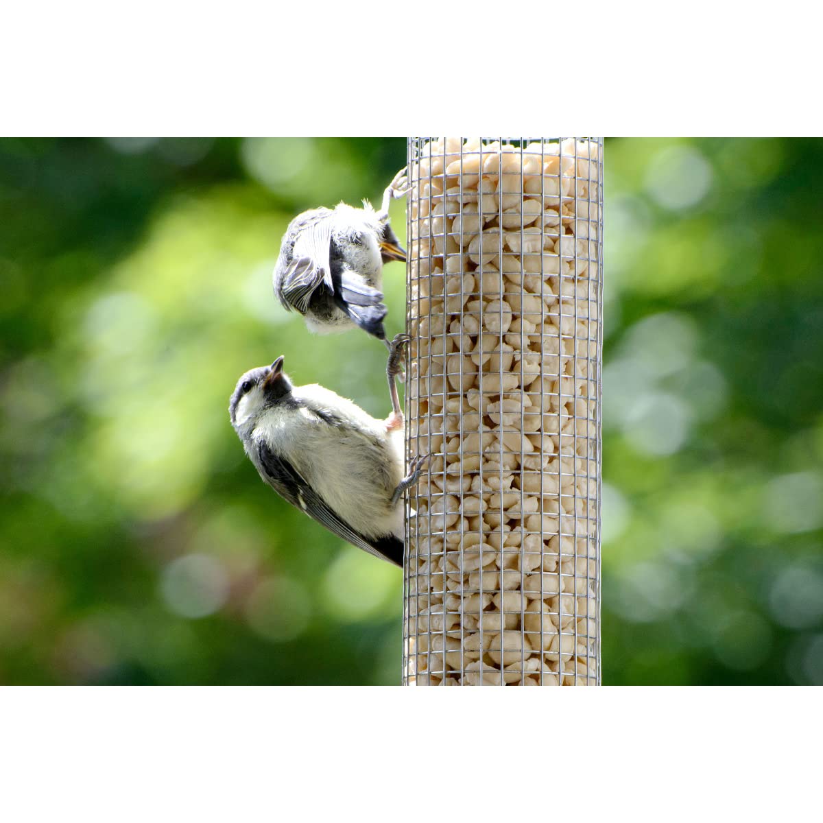 dobar® 11530e Grote voederzuil voor zaden, voederdispenser met acrylglazen buis, voederzuil met aantrekring voor wilde vogels, 14 x 14 x 37 cm, metaal, acrylglas, zwart dobar® 11530e Grote voederzuil voor zaden, voederdispenser met acrylglazen buis, voederzuil met aantrekring voor wilde vogels, 14 x 14 x 37 cm, metaal, acrylglas, zwart