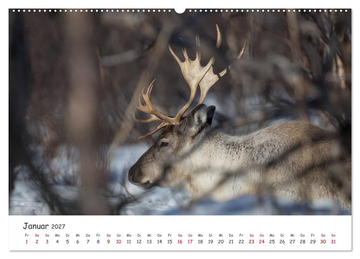 CALVENDO - Rentiere (Wandkalender 2027 DIN A2 quer), Monatskalender: Rentiere aus Nordnorwegen & Spitzbergen