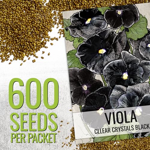 Seed Needs, Clear Crystals Black Pansy Seeds - 600 Heirloom Seeds for Planting Viola x wittrockiana - Deep Burgundy/Black Blooms, Edible Flowers (2 Packs) - Thumbnail 3