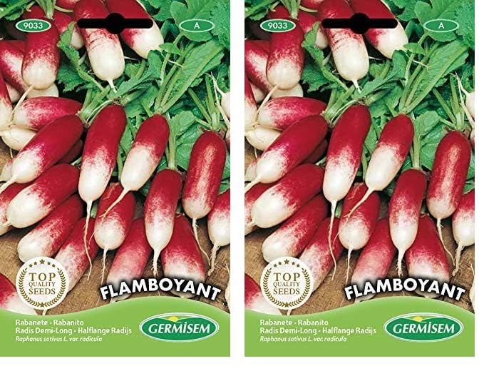 Germisem Flamboyant Semillas de Rábano 12 g (Paquete de 2)