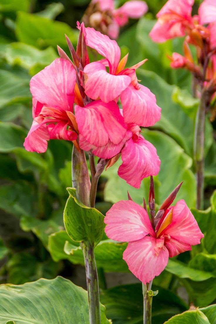 Canna Lily Pink Flower Bulb Pack of 2 | Premium Exotic Blooming Bulb for Home Garden, Balcony & Outdoor Planting-image-37