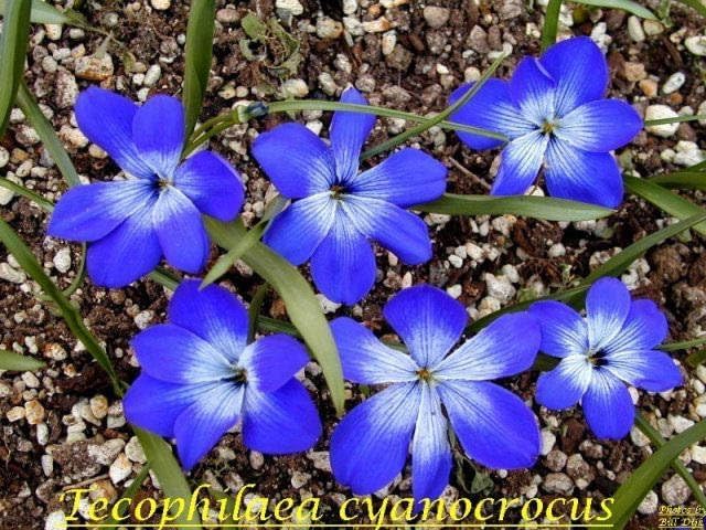 Image of Tecoma Blue Live Plant | Tecomaria Capensis Flowering Shrub with Pot | Indoor Outdoor Garden Plant | Blue Trumpet Vine Plant for Balcony, Terrace, Patio a€ inch Pack of 1