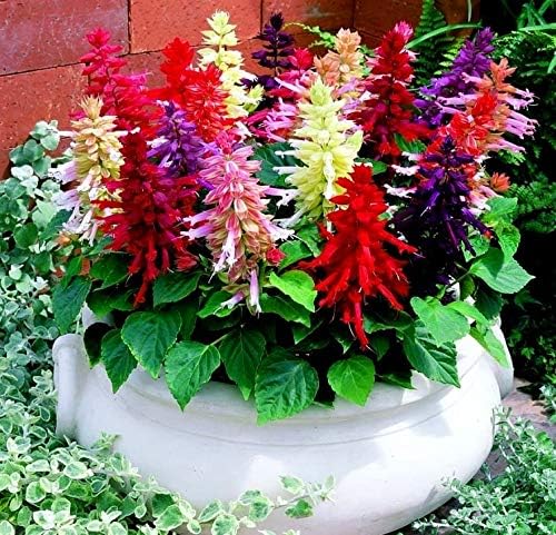 Miniatura 8 de Mezcla de Salvia de salvia multicolor, más de 30 semillas para cultivar sin OMG