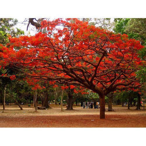 Creative Farmer Live Plant Gulmohar Worlds Most Colorful Tree Umbrella-Like Canopy Garden Plant(1 Healthy Live Plant) (B07YYB7QQ5) Amazon Price History, Amazon Price Tracker