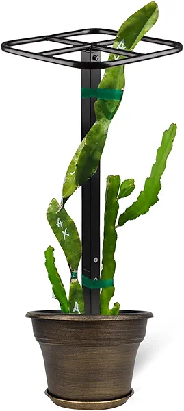 GOOOXIM Premium Dragon Fruit Trellis - Durable Metal Trellis for Vertical Gardening and Climbing Plants - 12in x 12in x 50in