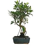 Bonsái tropical BONSAI NATURAL DE INTERIOR FICUS RETUSA 8 AÑOS