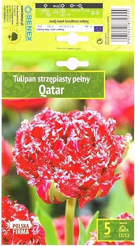 AGRONOM | Tulipanes - QATAR | Color Rojo | Flores perennes adecuadas para plantar en céspedes floridos y en jardines | Paquete de 5 bulbos