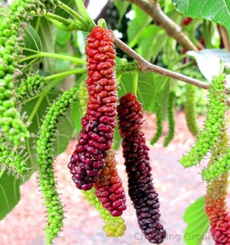Image of LIVE PLANTS (SMALL, MULBERRY)