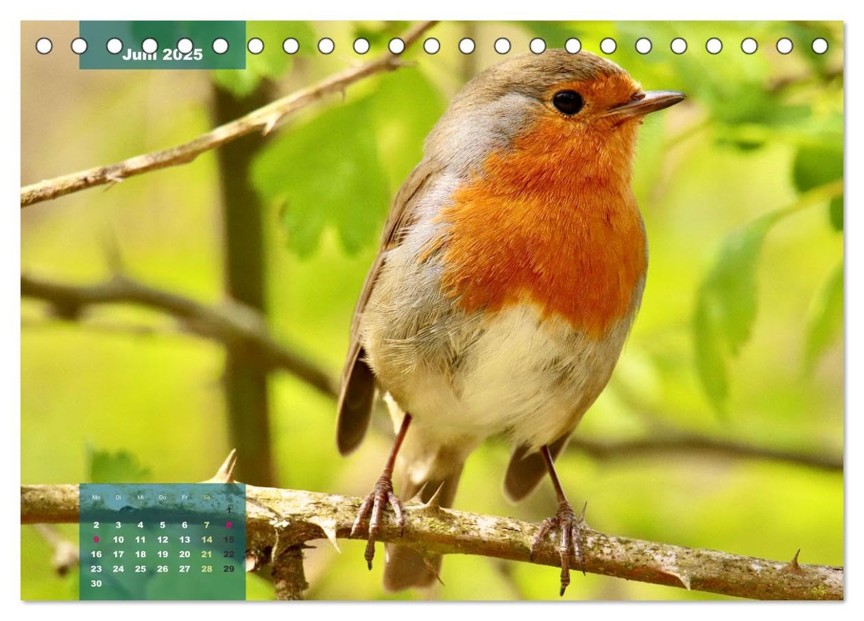 Gefiederte Vogelfreunde (Tischkalender 2025 DIN A5 quer), CALVENDO Monatskalender: Unsere heimischen Vogelarten im Porträt. (CALVENDO Tiere)
